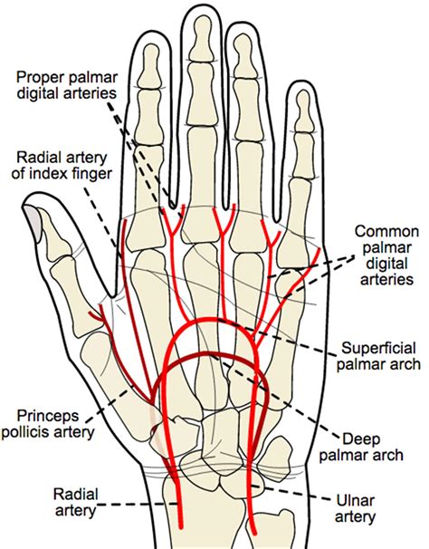 Blood Supply To Hand Hand Orthobullets