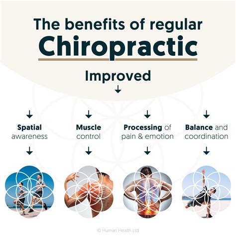the benefits of regular chiropractic on our bodies → human health chiropractic