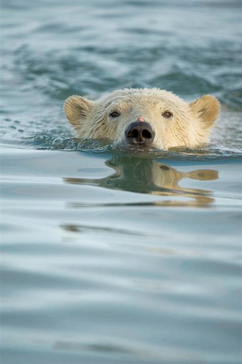 Polar Bear Ursus Maritimus Profile Photograph By Steven Kazlowski