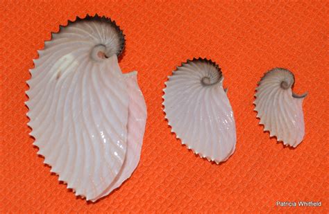 Paper Nautilus Found On Ormond Beach Blog The Beach