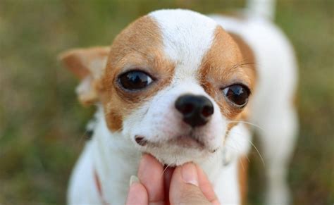 Cachorros Chihuahua Cabeza De Manzana Adopción Y Cuidados