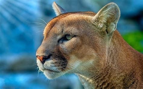 Cougar Wallpaper Hd Animals 4k Wallpapers Images And Background