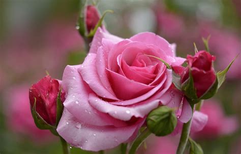 Most Beautiful Rose Flower Pictures Beautiful And Romantic Rose