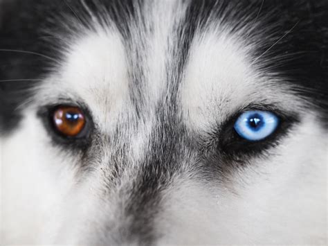 How Many Huskies Have Heterochromia