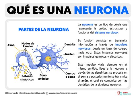 Qué Es Una Neurona