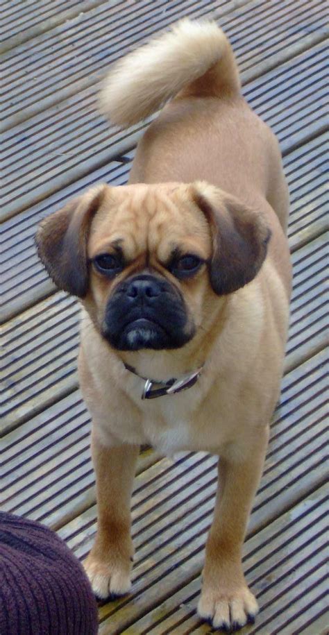 pugalier dog breed information pictures