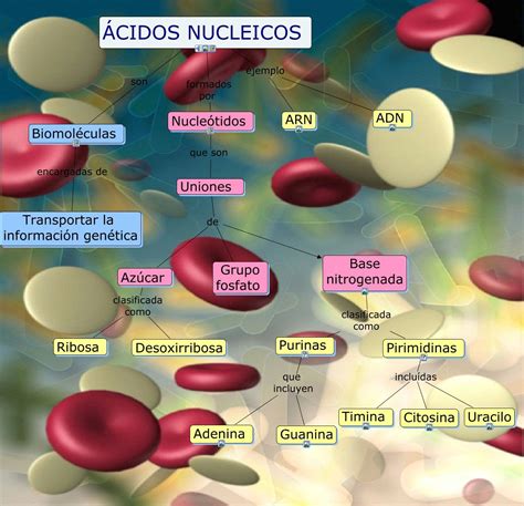 Mapa Conceptual De Los ácidos Nucleicos Medicine Notes T Cell Medical
