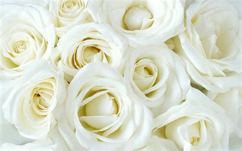 White Roses Wallpapers Wallpaper Cave