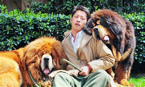 Tibet has maintained a unique culture, written and spoken language, religion and political system for centuries. Chinese dog breeder sells Tibetan mastiff twins for £1.8m ...
