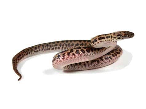 Spotted Python Antaresia Maculosa Reptiletalk Net