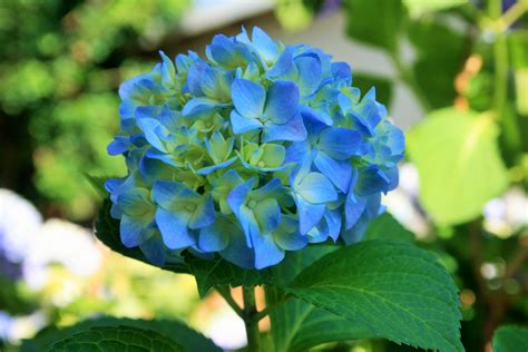 Hydrangea Flower With Blue Hue Free Stock Photo Public Domain Pictures