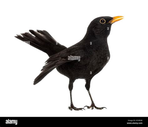 Blackbird Turdus Merula Isolated On White Stock Photo Alamy