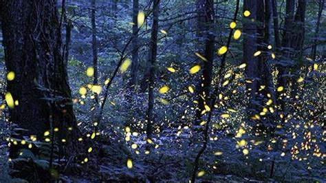 Expert Explains How To Photograph Fireflies