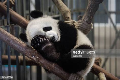 Giant Panda Baby Photos And Premium High Res Pictures Getty Images