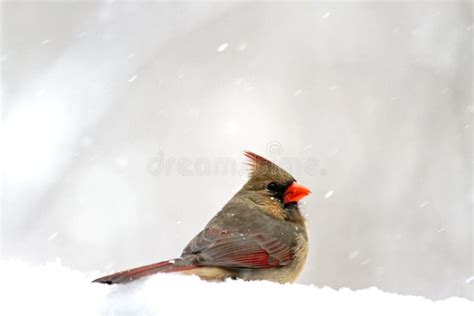 Snowy Cardinal Stock Photo Image Of Wildlife Nature 17792464