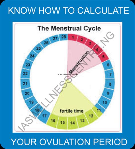 How To Calculate Your Ovulation Period Ias Wellness Centre