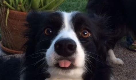 14 Of The Funniest Photos Of Border Collies That Were Taken At The
