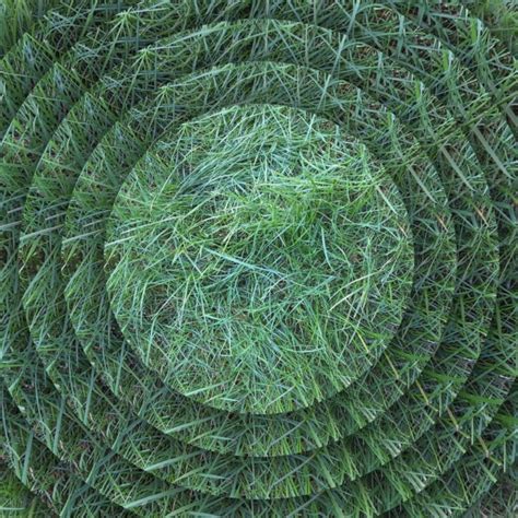 Grass Disks Free Stock Photo Public Domain Pictures