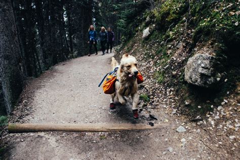 10 Dog Friendly Hiking Trails In The United States Neater Pets