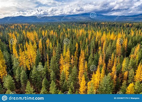 Fall Color Larch Trees In Oregon Stock Image Image Of Bend Fall