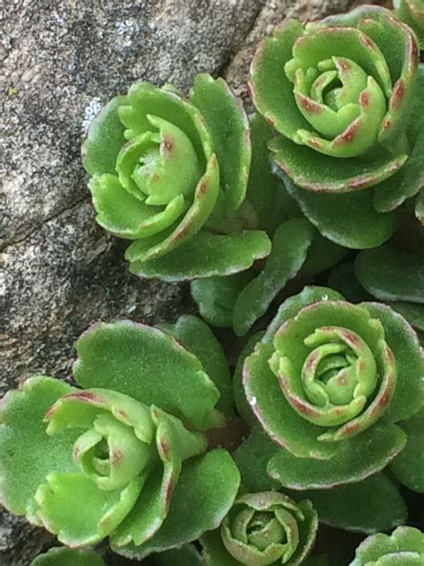 I always consider labor day to be the unofficial beginning of fall, but today i'm sharing a plant called mezoo trailing red that has become my favorite. Pin by Lauren on Flowers | Succulents, Plants, Flowers