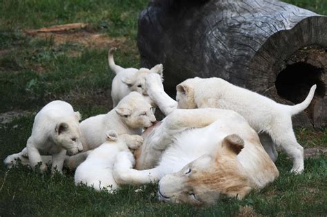 Une Exceptionnelle Portée De Cinq Lions Blancs Le Parisien