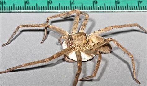 Huntsman Spider Wegg Sac Heteropoda Venatoria Bugguidenet
