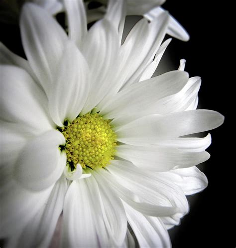 White Petals Photograph By Julie Palencia