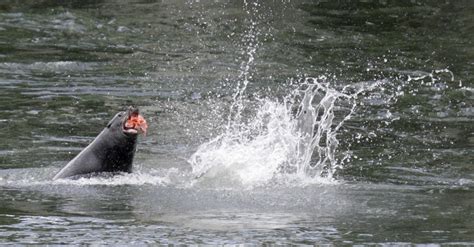 Bay vs stream vs lake vs gulf vs river vs sea vs ocean. Sea lions vs. salmon: Annual clash resumes at Bonneville ...