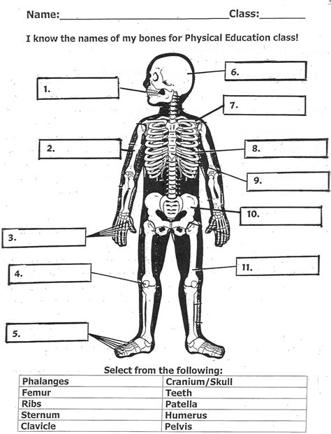 Muscles And Bones Worksheet
