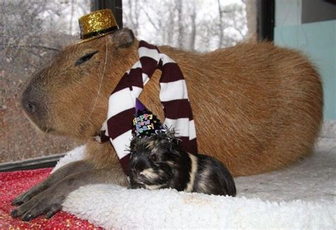10 Super Cute Capybara Photos You Will Seriously Want To Take These