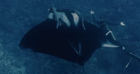 Diver Swims With Giant Manta Ray Off Hawaii