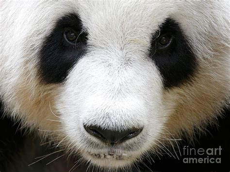 Close Up Portrait Of Panda Photograph By Wong Fok Loy Eyeem Pixels