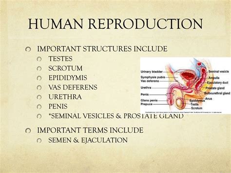 Ppt Structure And Function Of Male Reproductive System Powerpoint