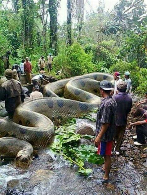The Anaconda Snake Is The Largest In The World Found In The Amazon