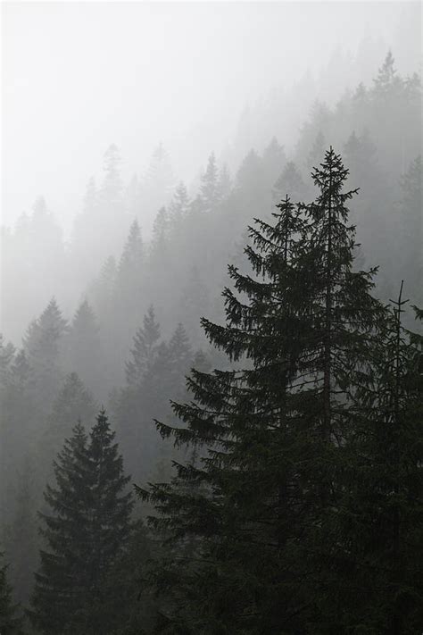 Misty Pine Forest Background Photograph By Lukasz Szczepanski Fine