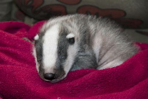 Sleeping Badger Baby Stock Photo Image Of Orphan Meles 30324878
