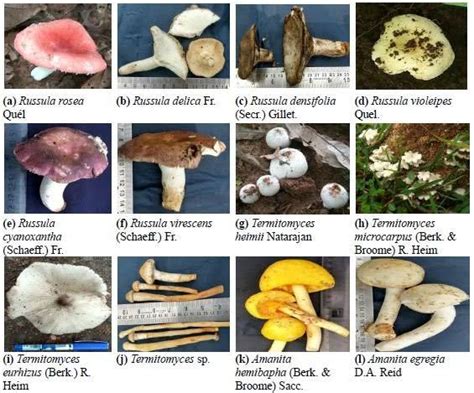 What Is Mushroom Cultivation Of Mushroom