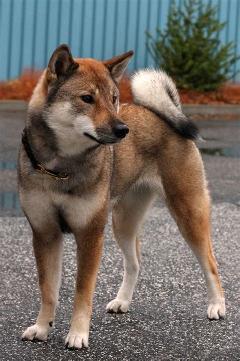 Shikoku Dog Breed Information Pictures Care History Fellopet