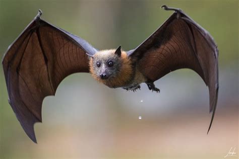 The Grey Headed Flying Fox Is A Bat Species Native To Australia They