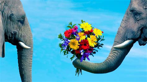 Colorful Elephant Desktop Wallpapers Top Free Colorful Elephant
