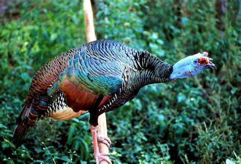 Mystery Bird Ocellated Turkey Meleagris Ocellata Grrlscientist