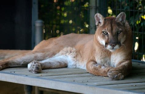Eastern Cougar Facts Habitat Diet Fossils Pictures