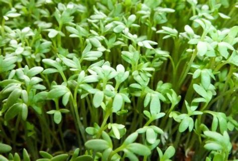 Curled Cress Seeds Non Gmo Heirloom Seeds Microgreen Etsy