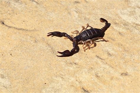 Box 950 lake havasu city, az 86405 az business license # 8291 phone: Arizona Pest Control Experts Explain How to Handle ...