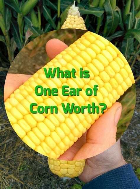It is worth noting that the dynamics of the ripple rate has repeatedly shown increased volatility. What is One Ear of Corn Worth? - The Farmer's Life