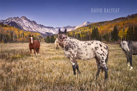 Rocky Mountain Pasture Horses David Balyeat Photography