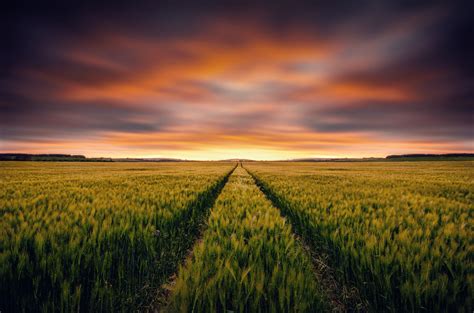 Download Sunset Cloud Summer Field Nature Wheat 4k Ultra Hd Wallpaper