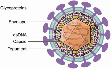 Herpesvirus Structure