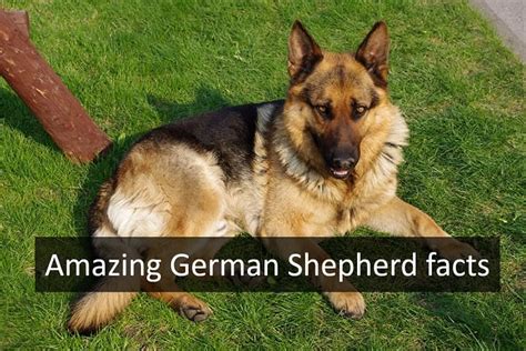 10 Cool German Shepherd Facts Perfect Atom